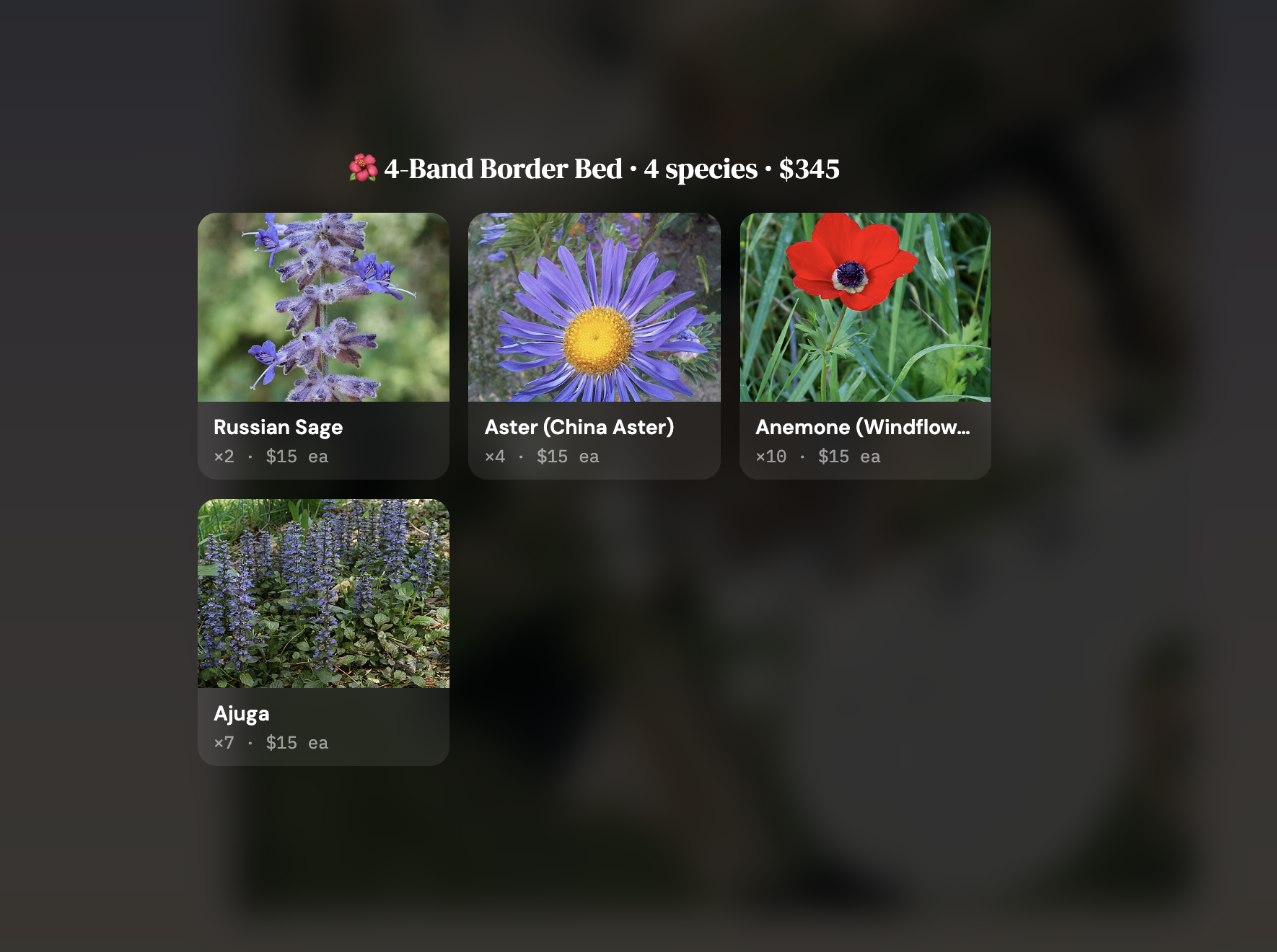 4-Band Border Bed — Russian Sage, Aster, Anemone, Ajuga — $345 delivered
