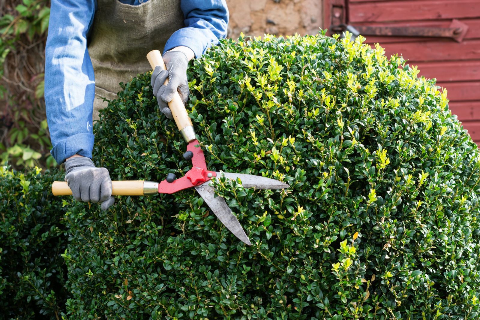 Gloved hands trimming a boxwood shrub with hedge shears
