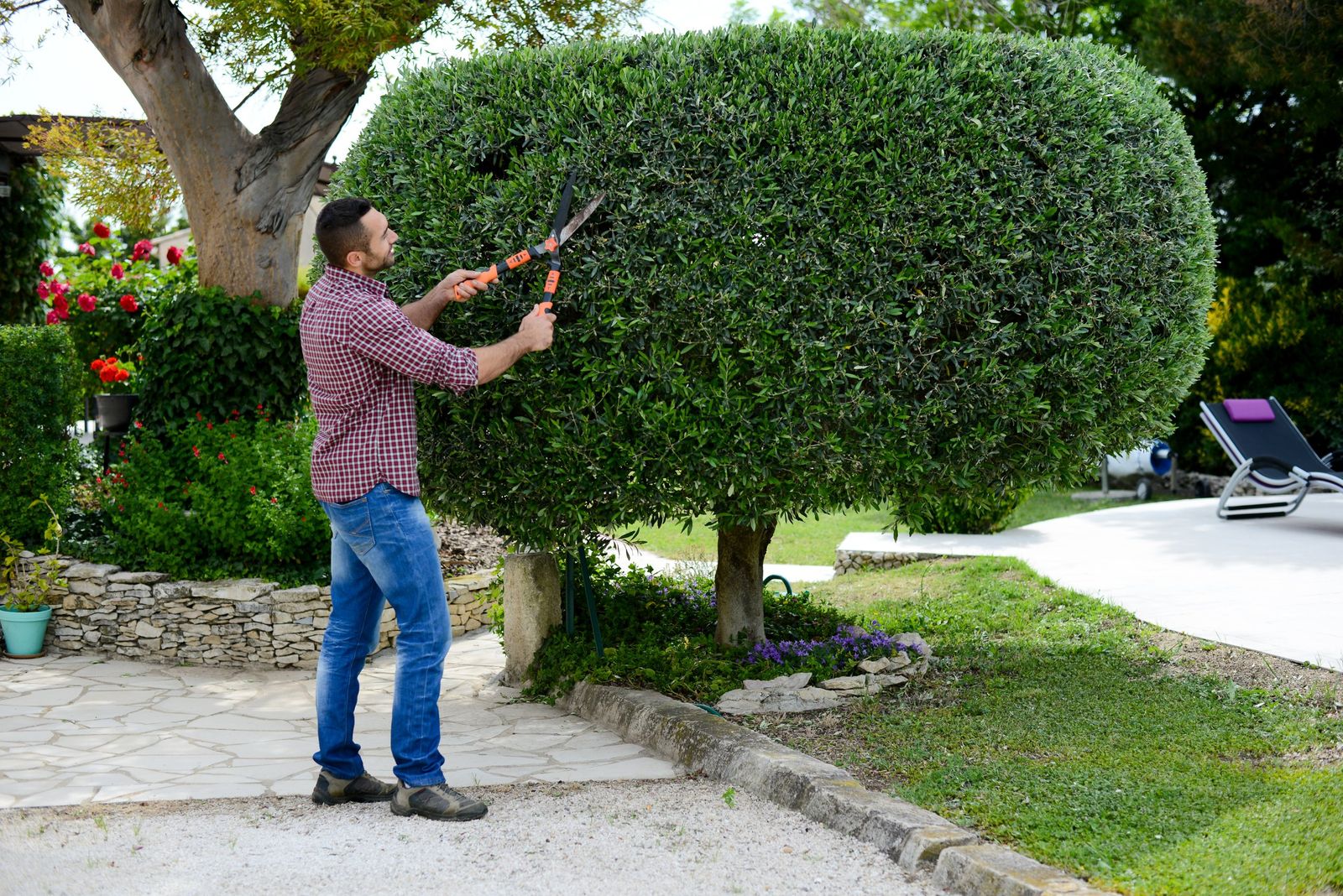 A gardener shaping a large shrub from the ground with hand shears