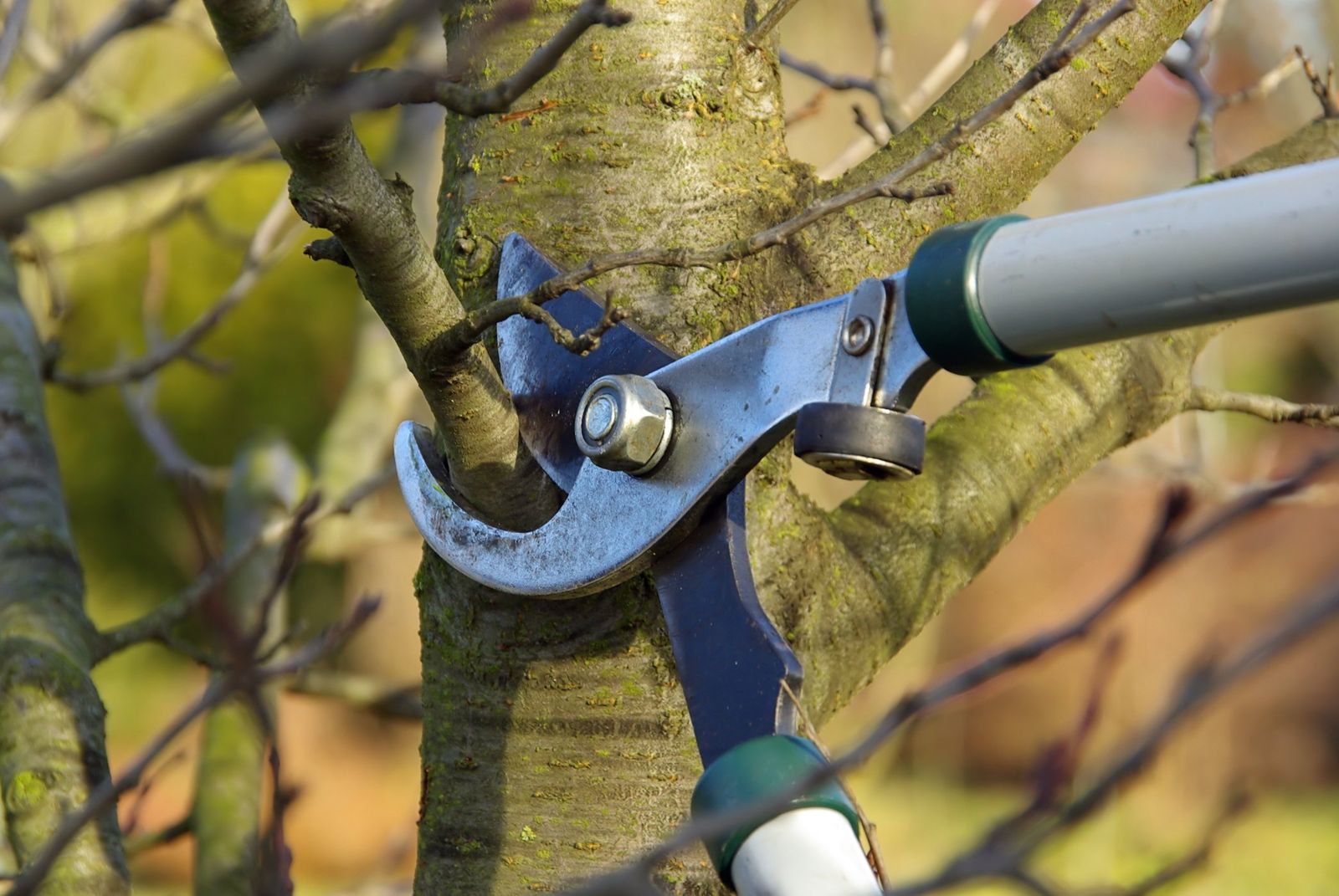 Loppers making a pruning cut at a branch on a dormant tree